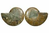 Cut & Polished, Agatized Ammonite Fossil - Madagascar #348983-1